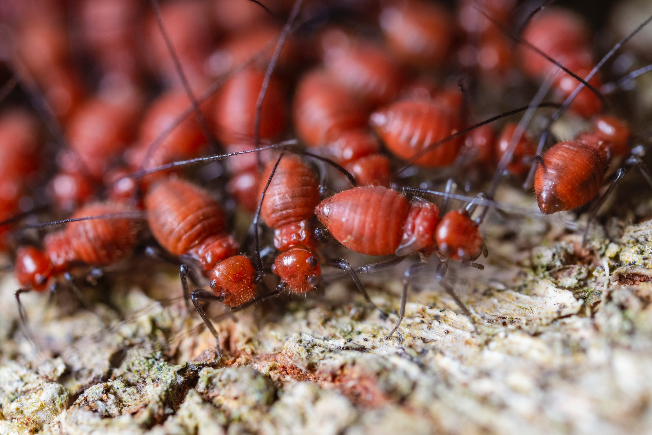 Pheromones, alarm in termites
